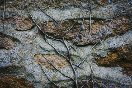 Ivy