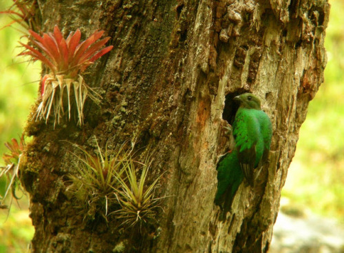 A pair of resplendent quetzals excavate a nesting cavity in a rotting tree (male in the first photo,