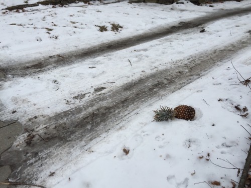 lionsettigresetourses: lawschoolisnotthatfun: there is a pineapple in the snow near the law school t