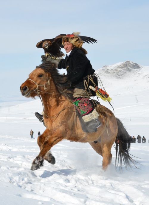 avisenmanu:A 72 year old mongolian hunter with his golden eagle…on horseback.If you don’t understand