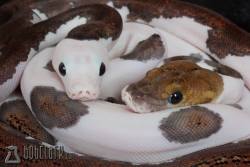 reptilefacts:  Pied reticulated pythons (Python reticulatus)