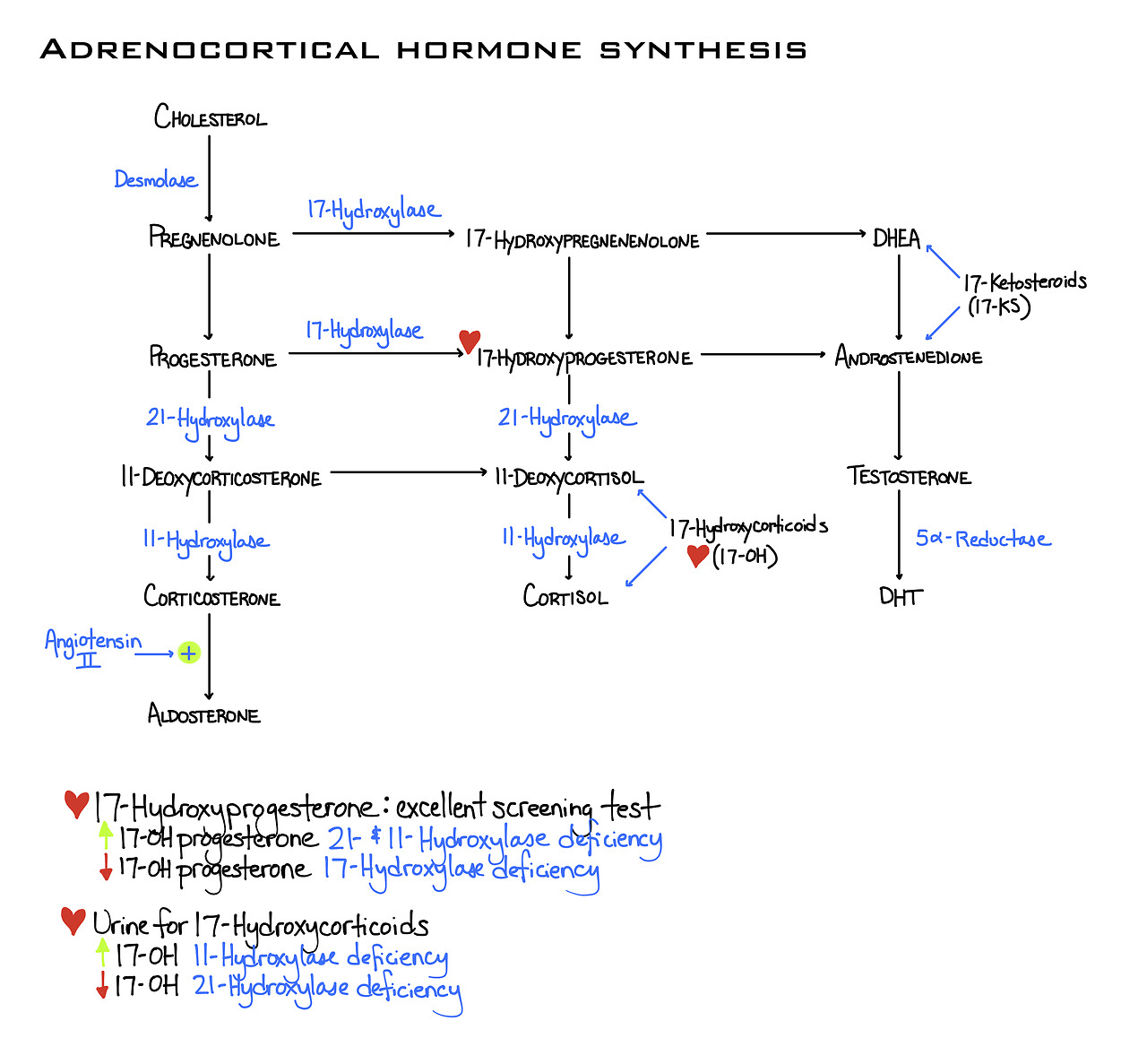 congenital adrenal hyperplasia chart