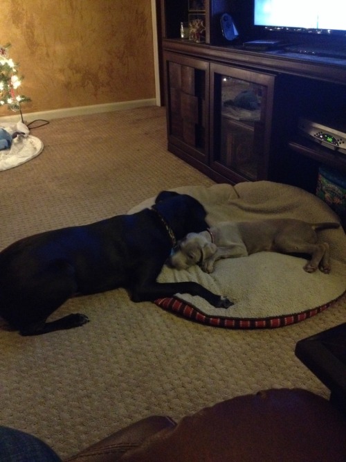 Parker is such a giant ball of energy and uncoordinated puppy cute. He and Boomer are playing really