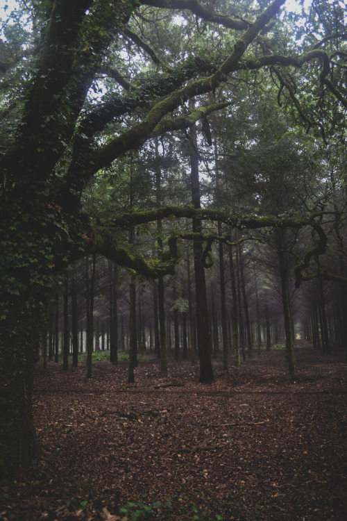 A walk in the woods