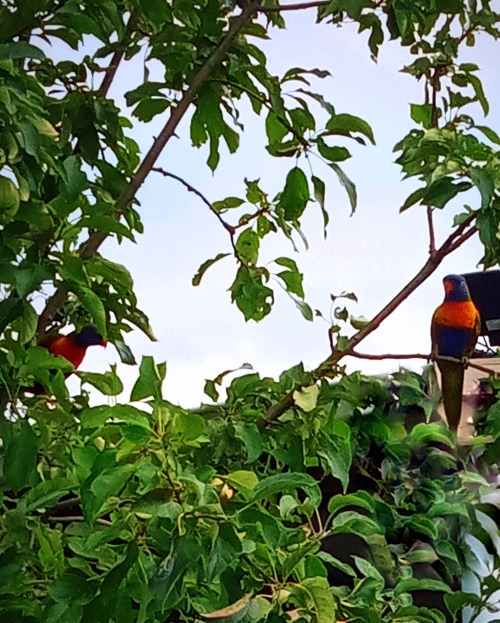 oceaniatropics:Rainbow Lorikeets feasting on our neighbours apple tree, Victoria, Australia, by Jarr