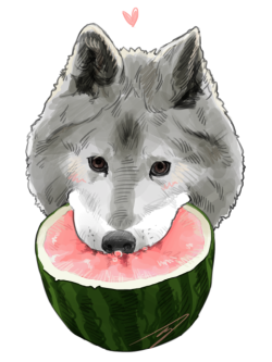 I Really Really Like This Photo Of A Wolf Eating A Watermelon, Like Literally Nothing