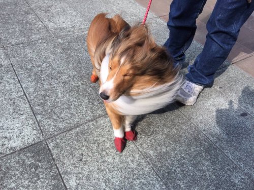 as-warm-as-choco:  THIS DOG (春一番シリーズ ) 