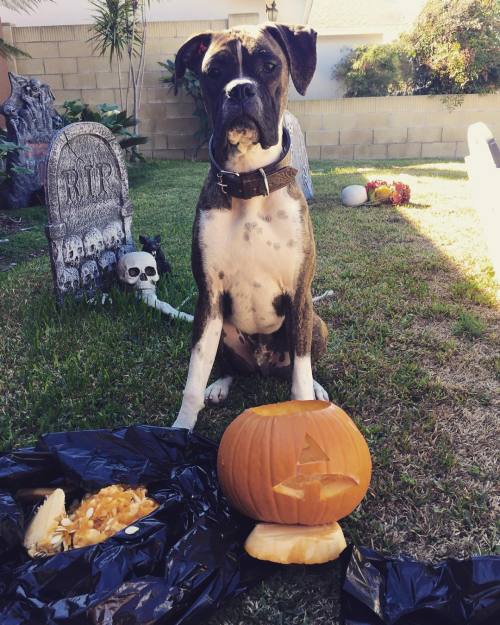 Porn photo Guinnys first pumpkin carving! 🎃🍂 by