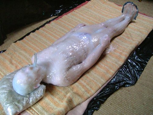 androphilia:  Silicone Mummification 