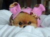 cutestpomeraniandog:
“ It`s the Nellie-Bunny! Happy Easter!!
”