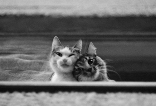 Evgeniya Gor (Kazakh, Based Astana, Kazakhstan) - She Photographs The Homeless Cats Of Kazakhstan.