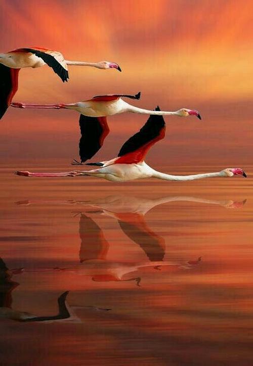 Le Départ Des Flamants Rose