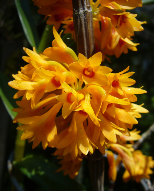 orchid-a-day:  Dendrobium tiongiiSyn.: Coelandria armeniacaApril 26, 2020 