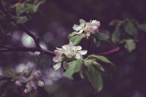 rabbitinthemeadow:Chorus of Spring // Moser Farm Loop, MA