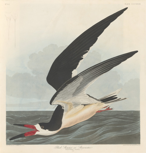 Black skimmer or shearwater. From John James Audubon’s Birds of America v.04, 1836. 