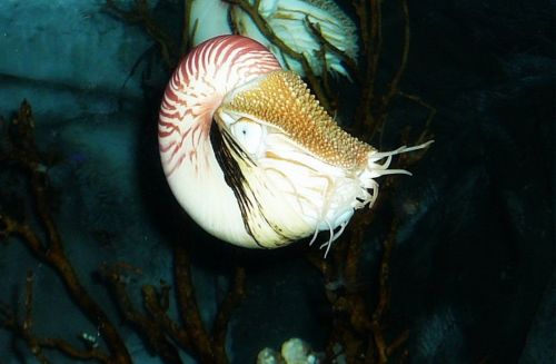 Chambered Nautilus at Reef HQ, Townsville.  I love these!Photographer: Melanie Wood