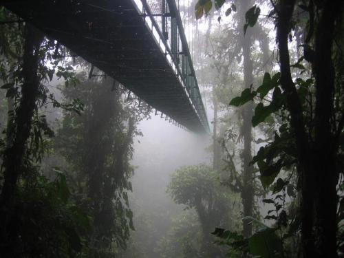 MONTEVERDE CLOUD FOREST—COSTA RICAIn the mountains within tropical and subtropical latitudes, persis