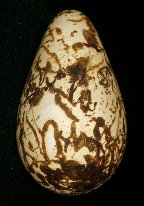 The amazing vareity of Guillemot (Uria Aalge) eggs from Birmingham Museums Trust’s collection.