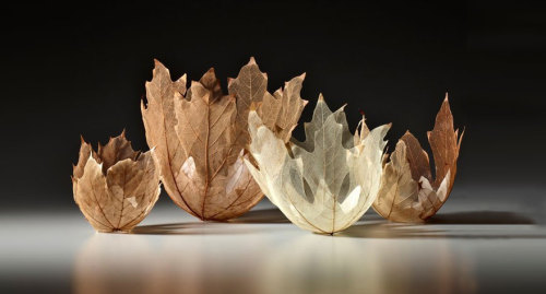 littlelimpstiff14u2: Beautiful Leaf Bowls Made From Real Leaf Skeletons by Kay Sekimachi Ethereal bo