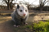 whenifeellikeitpossums: