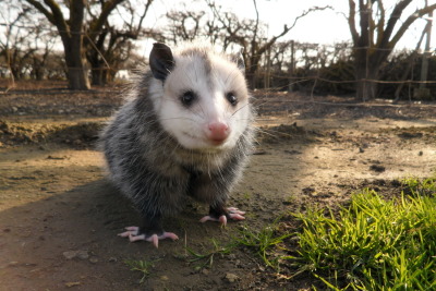 whenifeellikeitpossums: