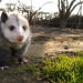 whenifeellikeitpossums: