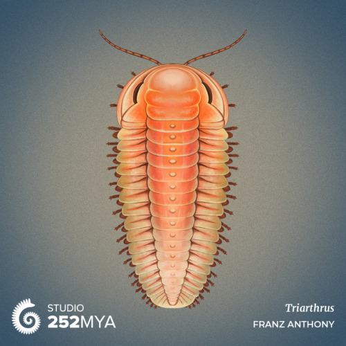 252mya:TriarthrusArtwork by Franz Anthony / @franzanthWhile most trilobites are known from their emp