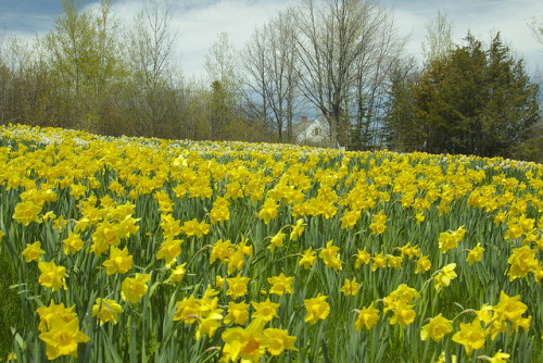 On Daffodil Hill by Cole Chase Photography on Flickr.