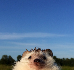 tiny pole dancer