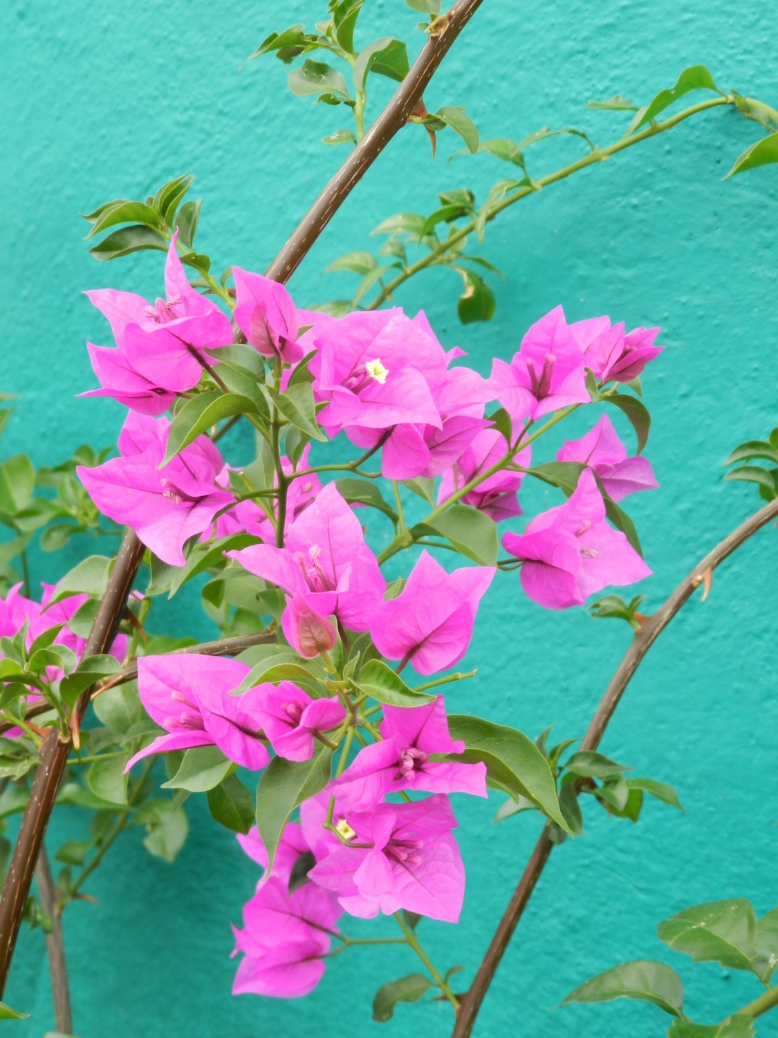 kittykatmx:I find these flowers everywhere in Guanajuato; They’re so adorable…