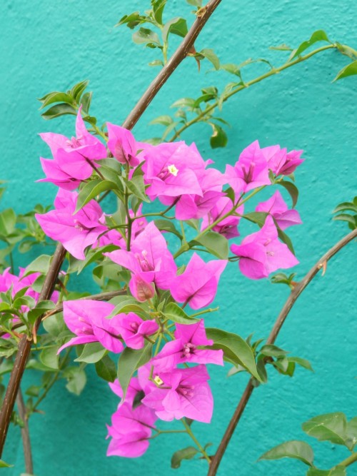 kittykatmx:I find these flowers everywhere in Guanajuato; They’re so adorable…