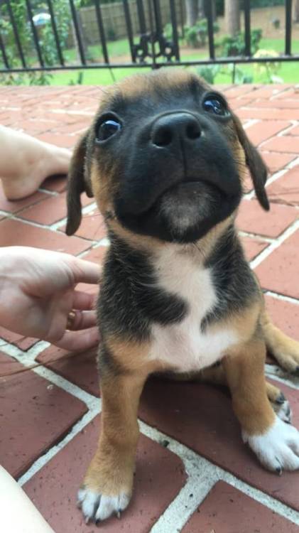 animalforum: Hello, am i cute ?