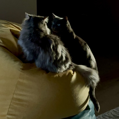 Idk Why But Here Some Pictures Of My Cats. Hope You Like Them. I Miss Them. 