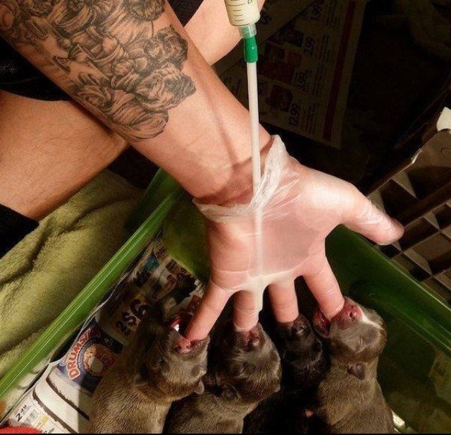 awwww-cute:Make-shift puppy feeder