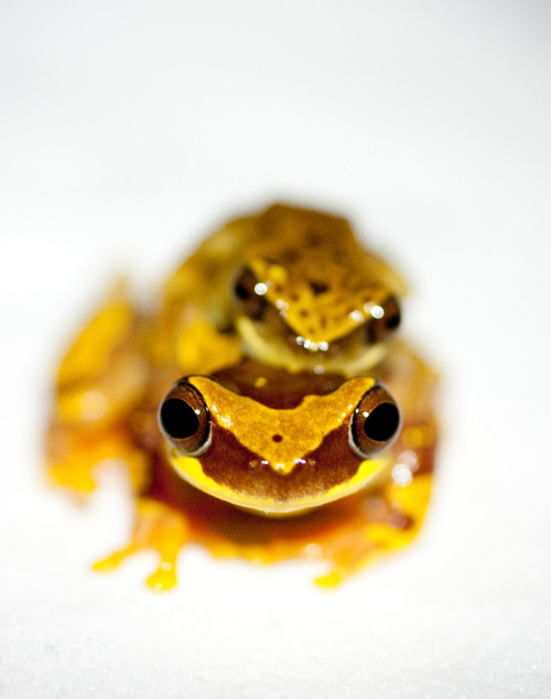 ayustar:markscherz:txdoan:Frogs of Panama - Brian GratwickeOof.This is great!