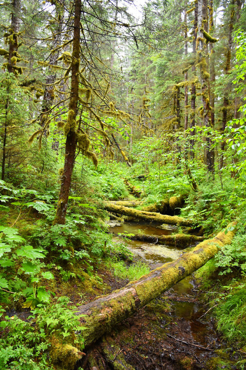 7.23.18 // alaskan forest // AK