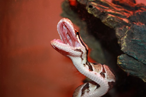 pythox:  Yawning snakes. It’s like they’re trying so hard to look scary/badass and yet i can’t help but finding them just super-adorable. 