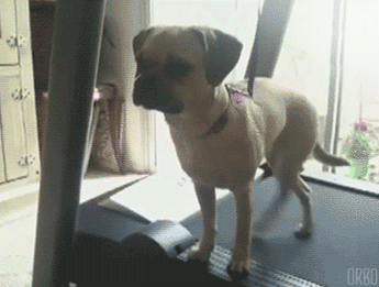 Sex orbo-gifs:  Dogs on treadmills :D  pictures