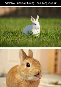 tastefullyoffensive:  Bunnies Sticking Their Tongues Out [boredpanda]Previously: Bears Doing Human Things 