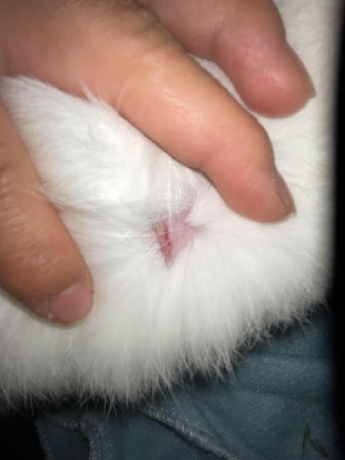 My rabbit got hurt by my second rabbit. They are not bonded. My rabbit has a small mark on his shoul