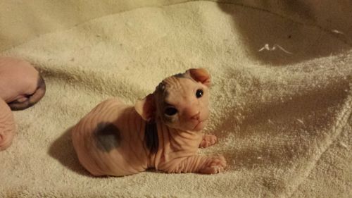 XXX awwww-cute:  12 day old Sphynx kitten  photo