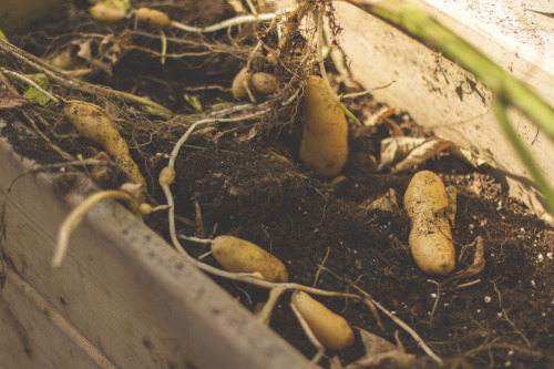 lenorestreetgarden:Over 100 fingerling potatoes from a 3′ x 1′ x 1.5′ box.  Not bad.