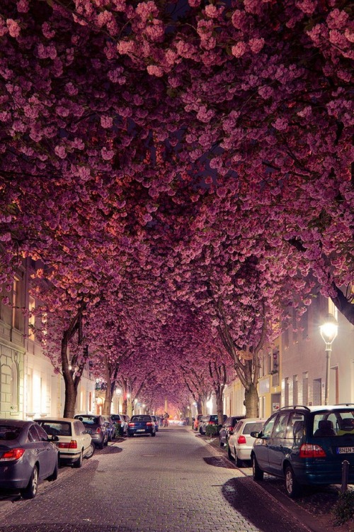 sixpenceee:Cherry blossom tree-tunnel in Bonn, Germany 