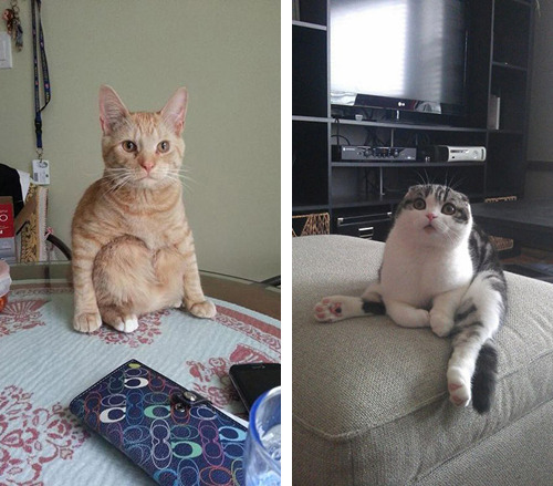 tastefullyoffensive:  Cats Sitting Like Humans [x]Previously: Cats Wearing Animal Hats