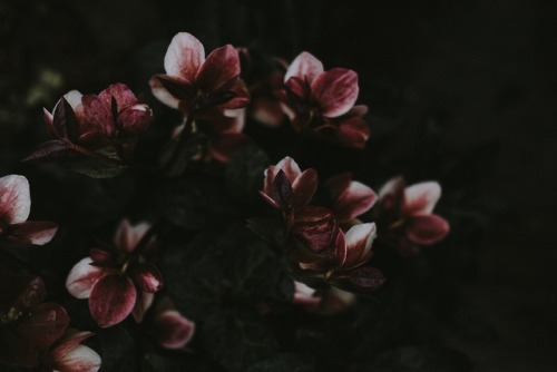 drxgonfly: Moody Hellebores (by Annie Spratt)