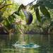 mutant-distraction:Piraputanga jumps out of water to pick fruit off a overhanging tree in the jungle rivers of Brazil