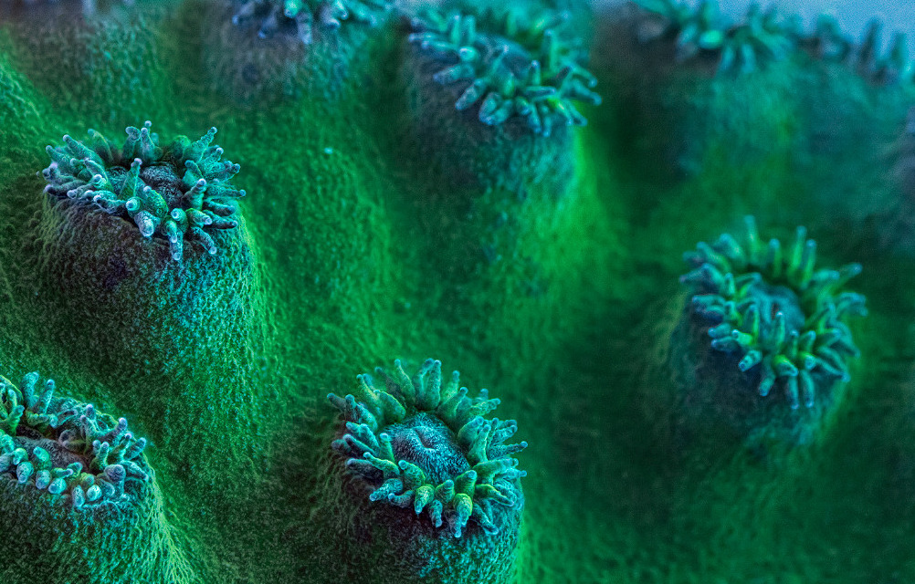 thelovelyseas:  Coral under high magnification by Daniel Stoupin