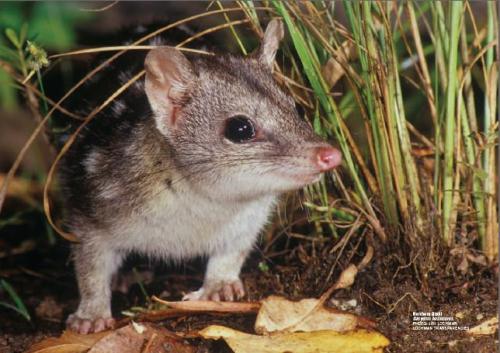 The Northern Quoll (sasyurus hallucatus), also known as the Northern Native Cat, is the smallest of 