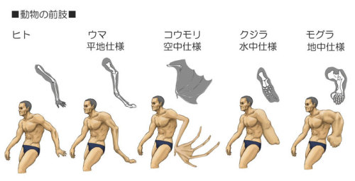 the-worm-man:outofcontextbiodiagrams:urhajos:How Humans Would Look If We Had Various Animals’ Bone S