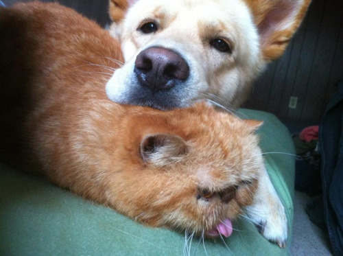 mostlydogsmostly:catpillow (by Seven Days)